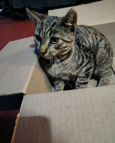 Cute domestic short hair named Zeus