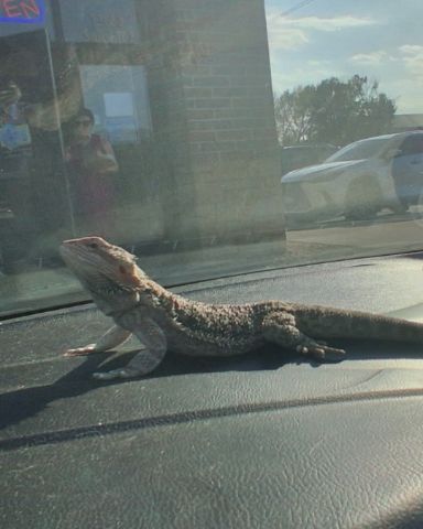 Cute Bearded Dragon named Aldawien "Al" for short.