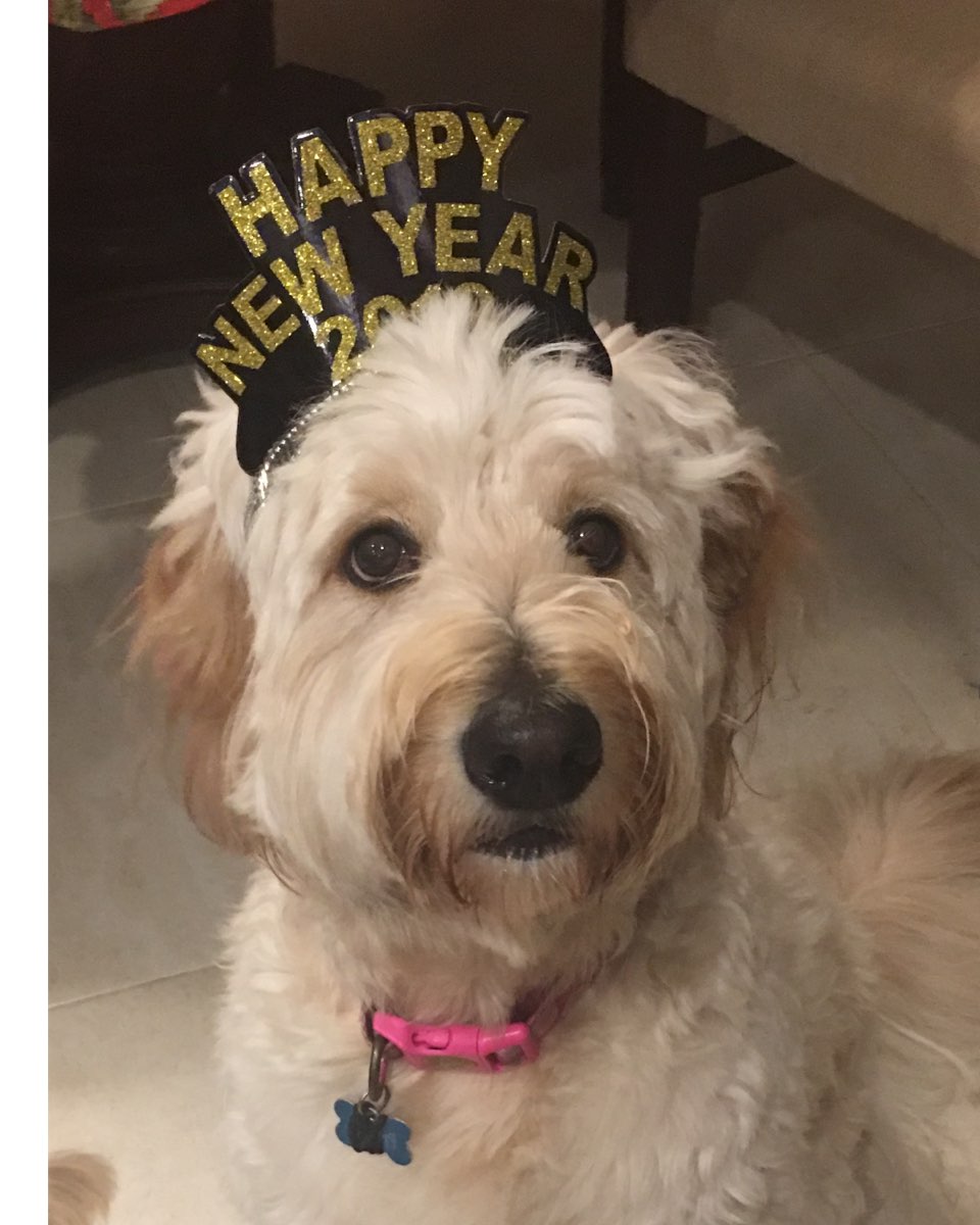 Cute Goldendoodle named Bria