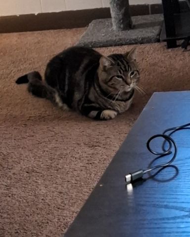 Cute taby named Hermes