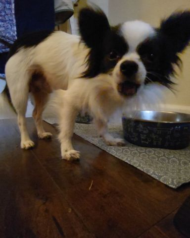 Cute Long haired Chihuahua named Danny