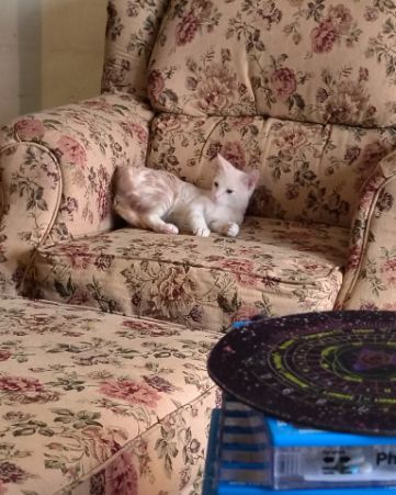 Cute orange kitty named Aphrodite