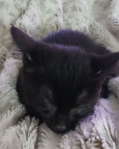 Cute Shorthair Burmese cross named Enderchest