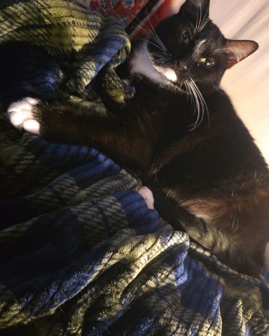 Cute Tuxedo cat named Mr.Pickles