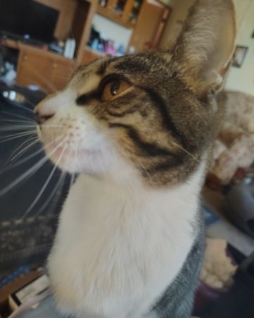 Cute cat named Athena
