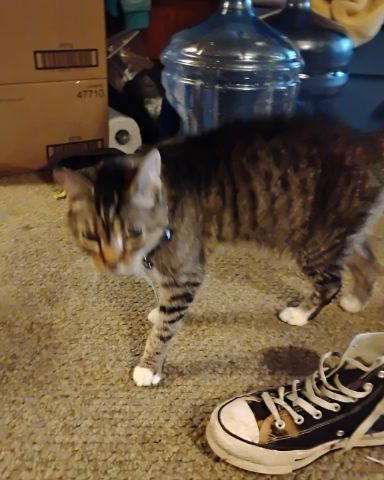 Cute Egyptian Tabby named Shadow