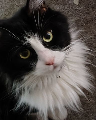 Cute Tuxedo named Day