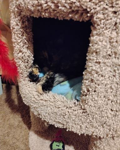 Cute cat named Gizmo