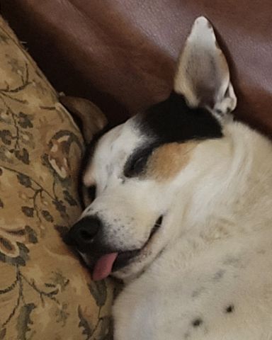 Cute 1/4 Chihuahua 3/4 Queensland healer named Billy