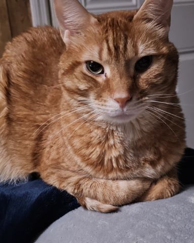 Cute Ginger named Harry