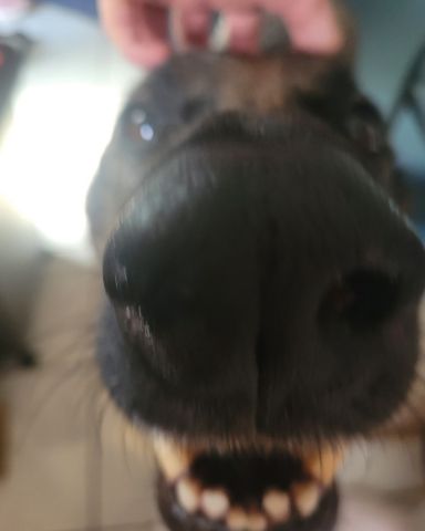 Cute dog named Jack