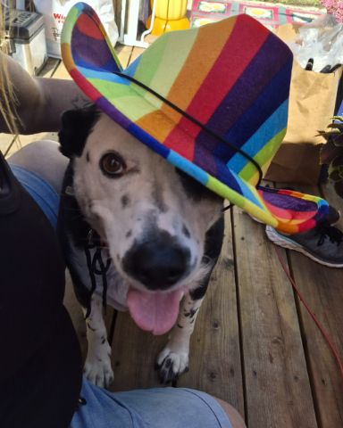 Cute border collie/lab named stevie