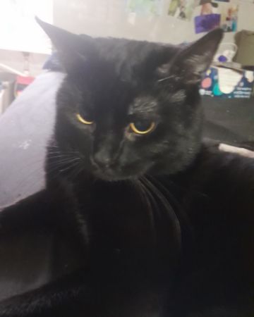 Cute cat named Midnight