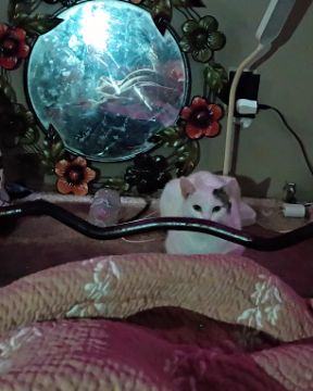 Cute cat named SnowBall