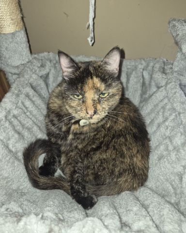 Cute Domestic Shorthair —Tortoiseshell named Spika