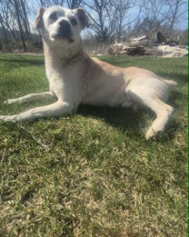 Cute mutt named butterscotch