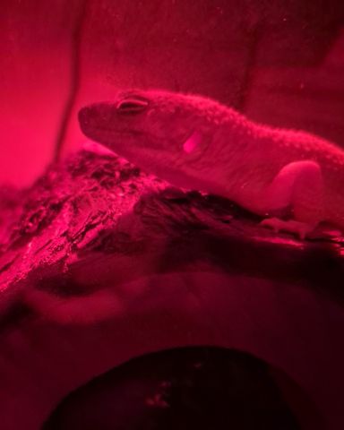 Cute blizzard lepord gecko named crystal