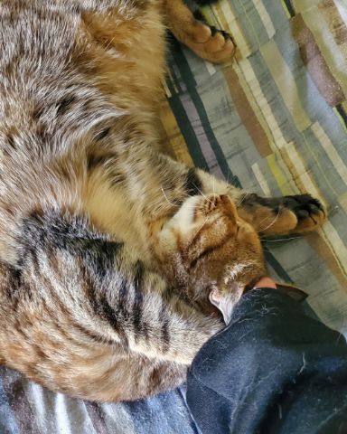 Cute cat named Ainé