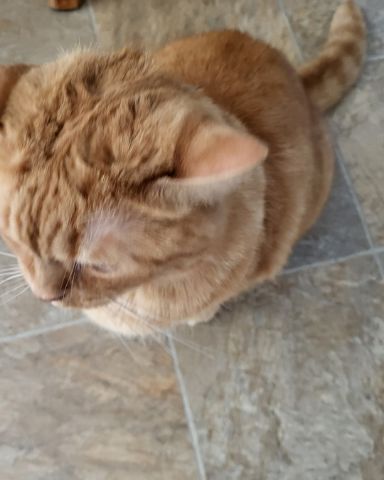 Cute American Shorthair named Rosie