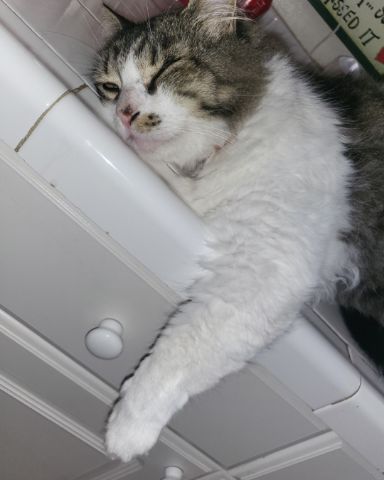 Cute tabby named Farley Fart