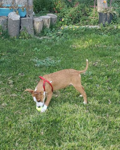 Cute dog named Max