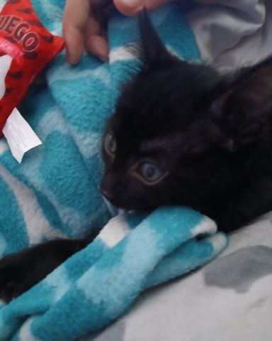 Cute Shorthair Burmese cross named Enderchest