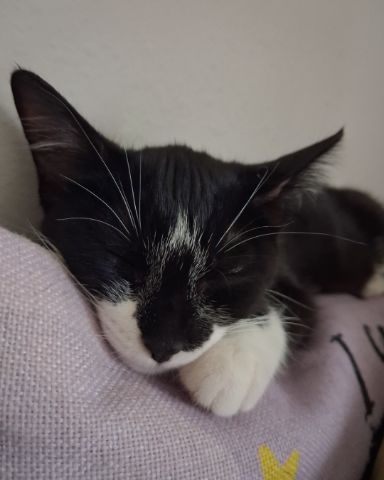 Cute cat named Sebby