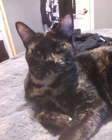 Cute cat named Cherry