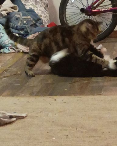 Cute cat named my two kitties fighting they sre having fun 😭😭