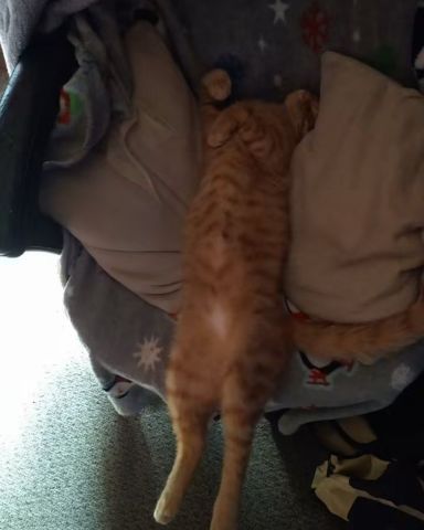 Cute tabby named Tiger