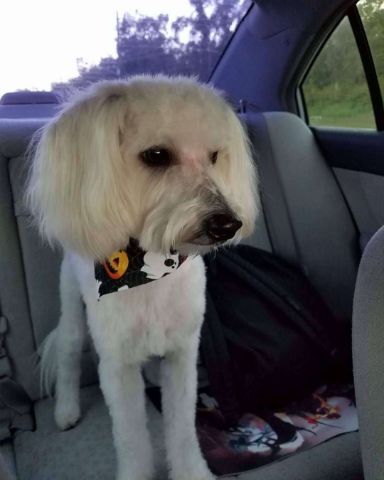 Cute Maltipoo named Bear