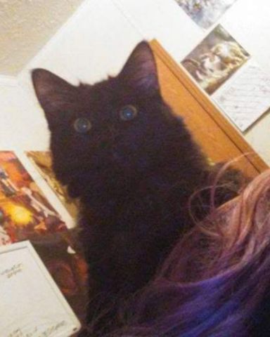 Cute Unsure named Sylvester