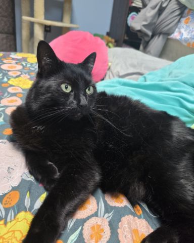 Cute cat named Balerion