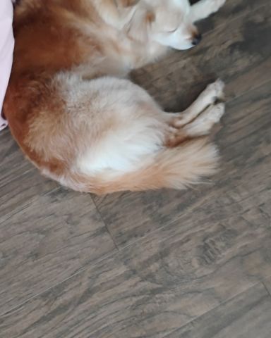Cute Mini golden named Star