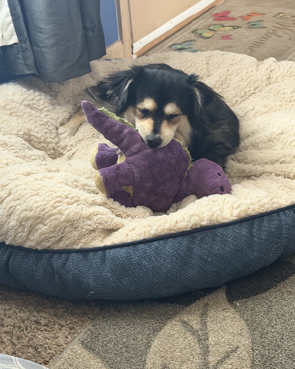 Cute Mini Tri Toy Aussie named Milli