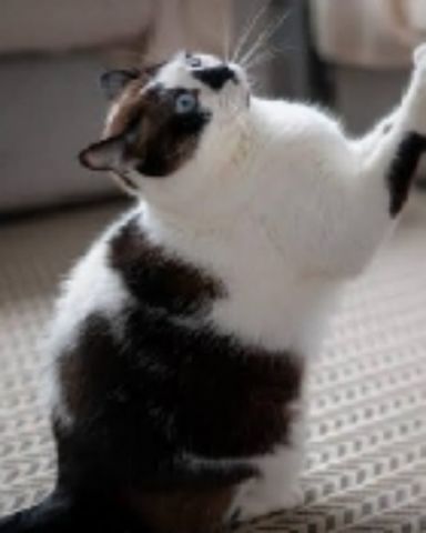 Cute cat named Shelter cats