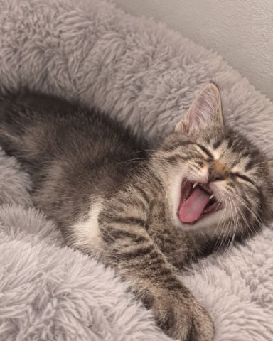 Cute cat named Santiago