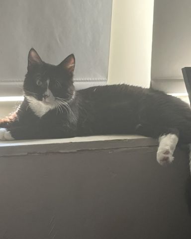 Cute cat named Olivier