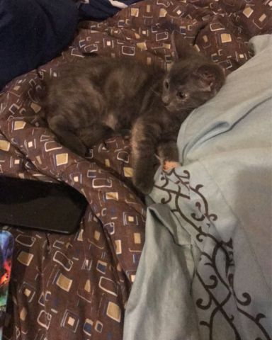 Cute russian blue short hair named Hannah wilson
