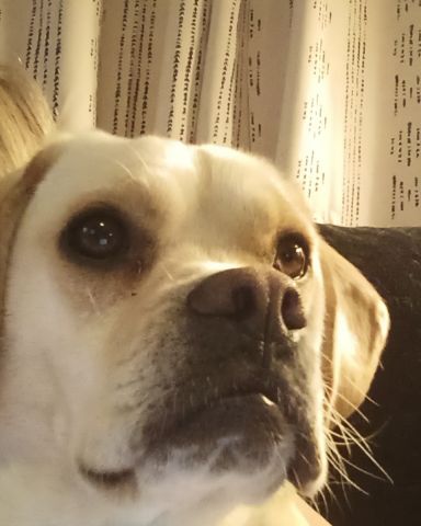 Cute puggle (beagle and pug mix) named pickles