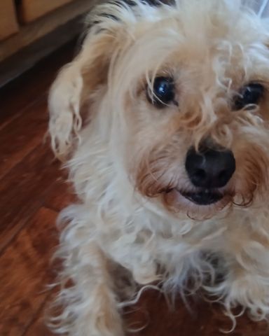 Cute dog named tita