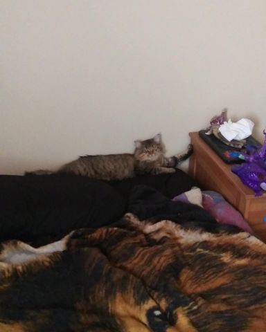 Cute MaineCoon Mix, Tabby named Booey; Baby Boy; Ka-Booey; Boo-Titters
