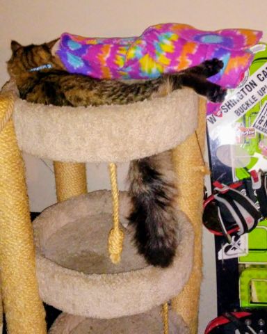 Cute MaineCoon Mix, Tabby named Booey; Baby Boy; Ka-Booey; Boo-Titters