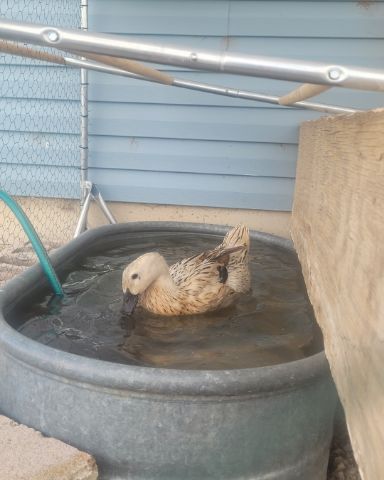 Cute duck named Della