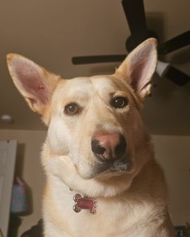 Cute Labsky named Bella