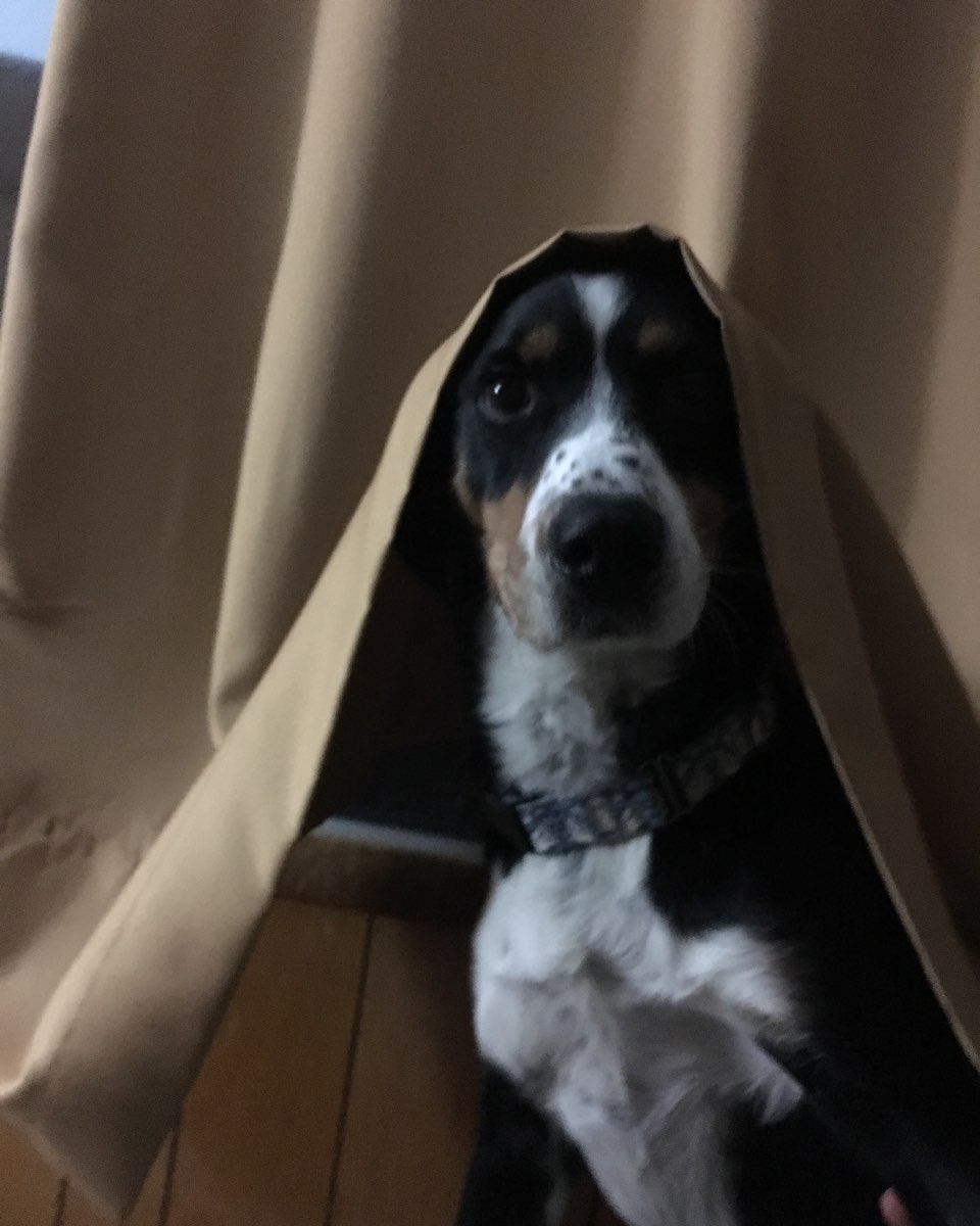 Cute Beagle Mix named Pippi