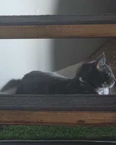 Cute Tabby named L