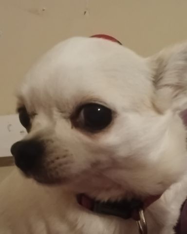 Cute chuwawa named peanut