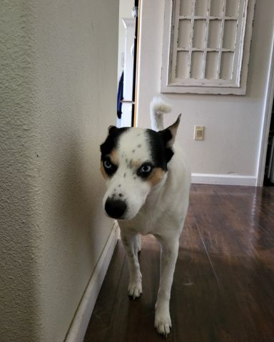 Cute 1/4 Chihuahua 3/4 Queensland healer named Billy