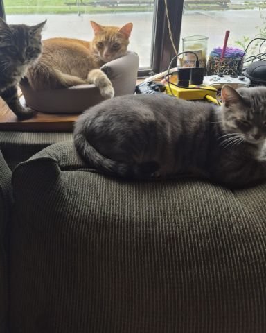 Cute Domestic longhair named Noodle